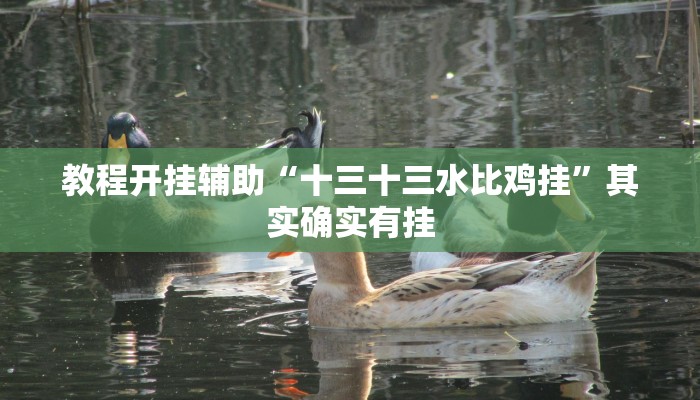 教程开挂辅助“十三十三水比鸡挂”其实确实有挂