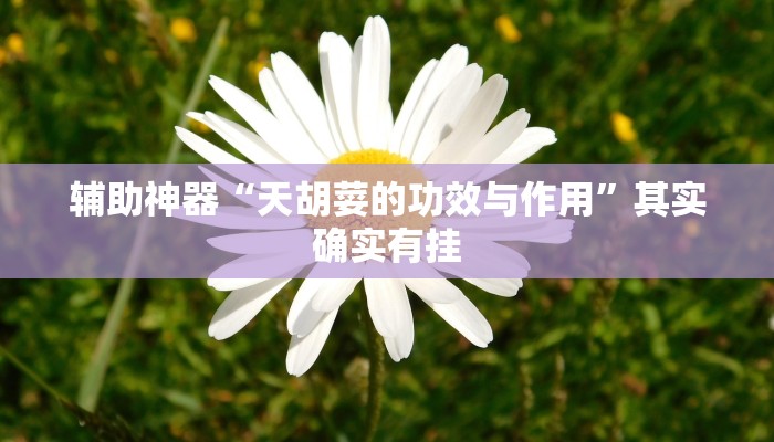 辅助神器“天胡荽的功效与作用”其实确实有挂